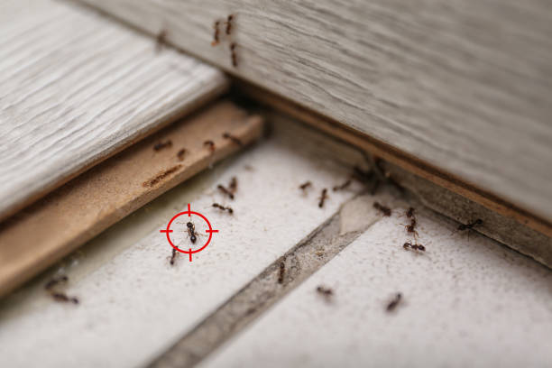 Best Spider Control Near Me  in Carrizo Hill, TX