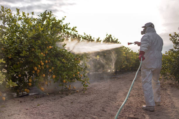 Best Pest Inspection Near Me  in Carrizo Hill, TX