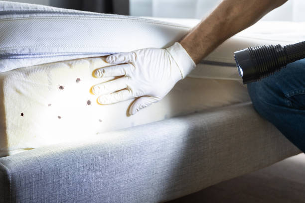 Best Spider Control Near Me  in Carrizo Hill, TX