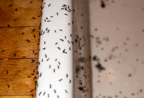 Professional Pest Control in Carrizo Hill, TX