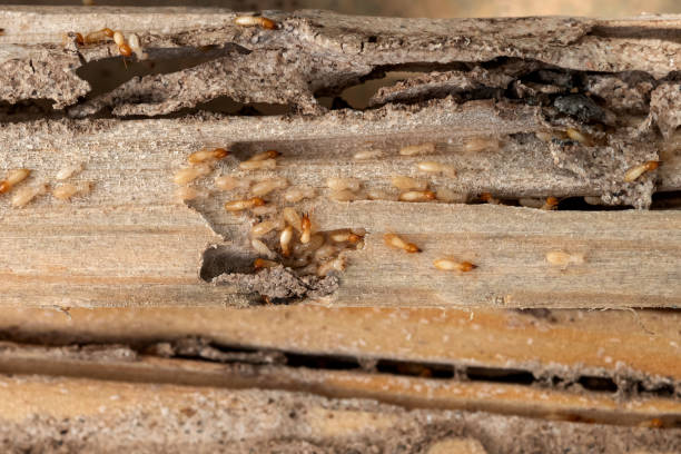 Wildlife Control Services in Carrizo Hill, TX