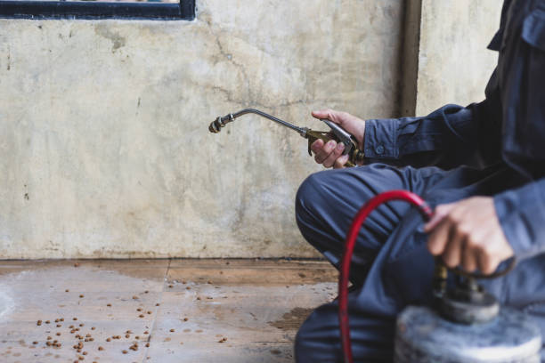 Best Ant Control Services  in Carrizo Hill, TX